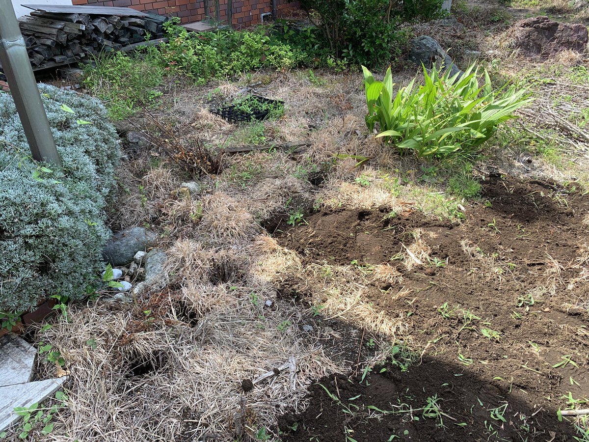 watercyclesoil's tweet photo. 除草剤が撒かれたところを回復中。

もっとも効果がありそうなのが、上に健全な土を被せること。
点穴を掘って水の動きを変えるだけでは、回復しなかった。

 #除草剤から回復 https://t.co/Rrgxz0W7Tk