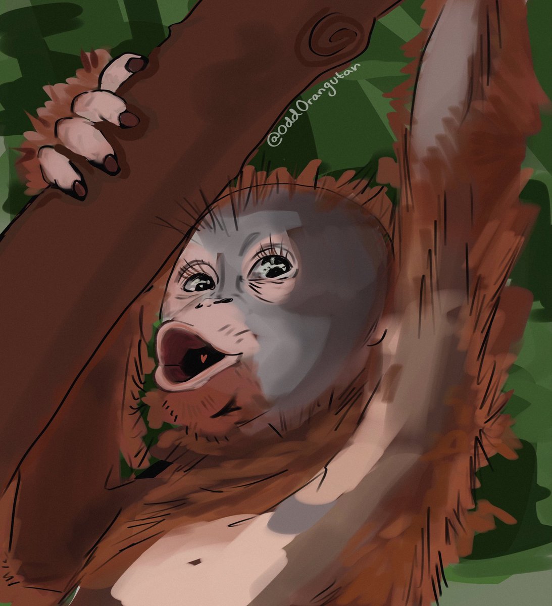 oddOrangutan's tweet photo. yurp 🦧

 #primate #Orangutan #art #apes https://t.co/KOto26Q8n7
