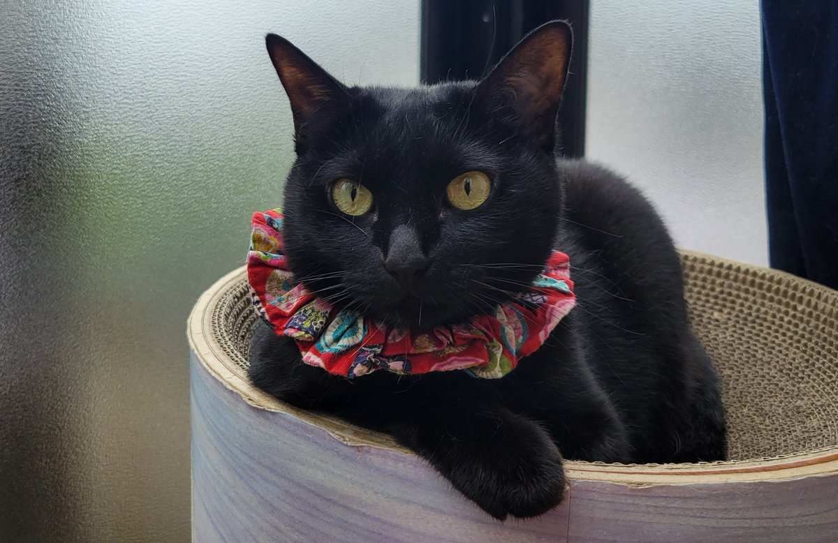 puckpotato's tweet photo. ﾍﾟﾛちゃん(*･ω･)

可愛いねぇ💕

#猫　#黒猫　#可愛い　#猫あるある　#黒猫女子 https://t.co/QnvEE7wQx5