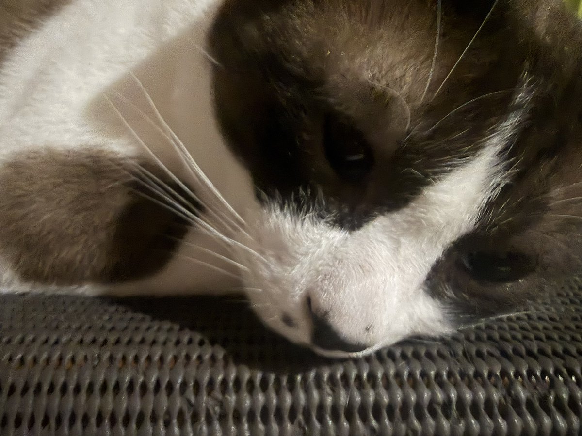 SattonC's tweet photo. 寝起きのハチベエくん😳

#猫好きさんと繋がりたい https://t.co/kO0ARvGiQP