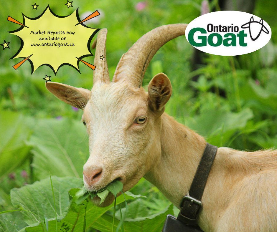 OntarioGoat's tweet photo. #alymersalesbarn #embrunsalesbarn #brusselssalesbarn #kawarthalakessalesbarn #OSI #olex #wallensteinfeed&amp;supplyltd #greenoakdairyequipment #newlifemills #serval #jonesfeedmillsltd #B-WFeed&amp;Supply #CMGA #CNGF#OFA #trevorjones #johnkelly https://t.co/HeY01ZnXaf