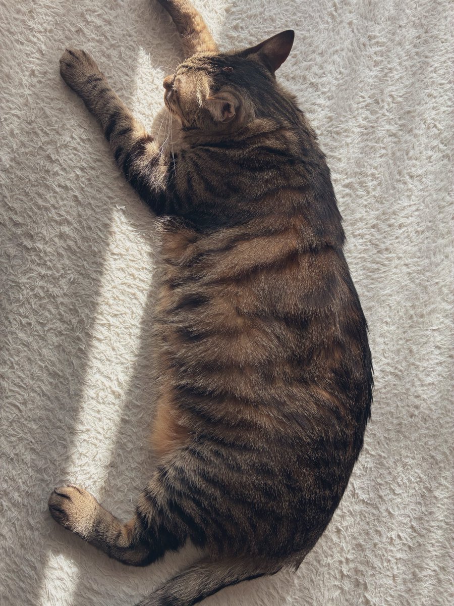 ねむねむにゃんこだにゃん