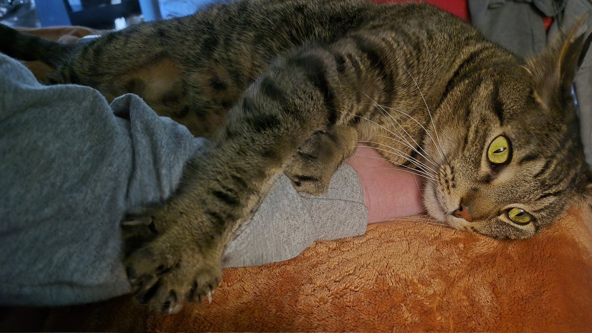 mentholvomit's tweet photo. @eclairification Im just gonna respond with pics of our twin cats every time https://t.co/yKy9f9lDtS