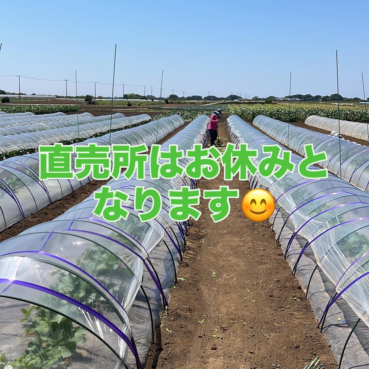 ZeroVsHero's tweet photo. おはこんばんちわ😎

ハウス内のイチジクも、一文字仕立てに誘引が無事に終わりました😊　　お天気も良く、汗だくになりながらでした💦

さてさて、お知らせです❗️❗️❗️
先日、YouTubeでの撮影がありました❗️その配信がありましたので、お知らせ致します👍… https://t.co/nia3QYc86K
