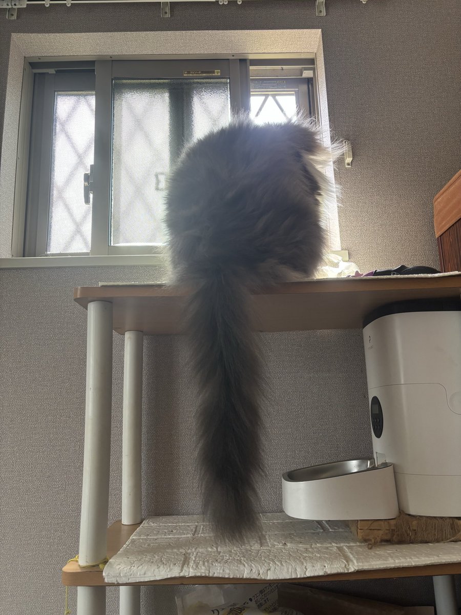 ray_fukusuke's tweet photo. ハンモックチェアの上に置いて
ゆらゆら揺れながら

薄手のテーシャツでのると
イタ気持ち良い🥹

首肩凝りに特に効き
針ツボの効果で身体が緩まる☺️
（個人の使用感）

素肌でのるとまだゾワゾワする…💦

素肌でチャレンジしている時に
愛猫（5キロ）は必ず乗ってくる😇

#シャクティマット https://t.co/9TAYyqnvkN