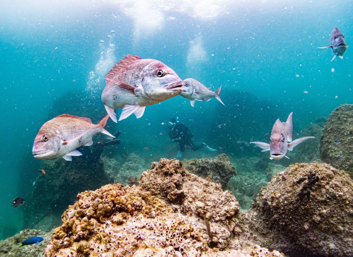 verrysdiving's tweet photo. タイのつきまとい、今年も始まりました🐟

6月は毎年恒例の藻場再生事業をやっていて。タイたちはね、最初は遠巻きに様子見なんですよ。でも時間が経つと気づくんです。

「このダイバー、ついていけば餌が食べられる」って。

そっからがもう止まらない(笑)
ずっとついてくる。
そして不意に正面に現れる。

最初はびっくりするんですけどね(^◇^;)
慣れたら最高の被写体ですよ。