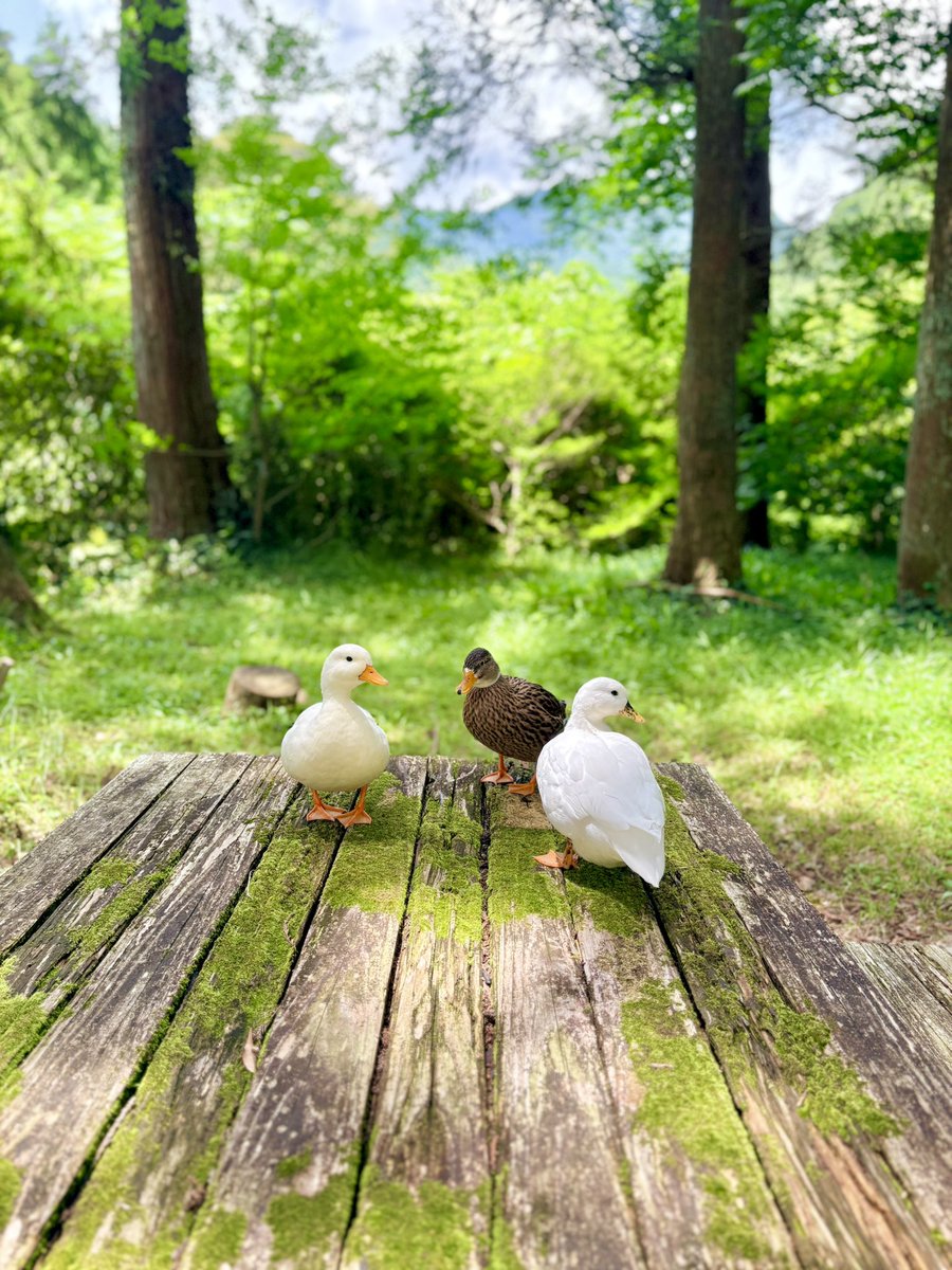 ahiraa2go's tweet photo. ひまるです
山にきてます https://t.co/zYAtrliRfV