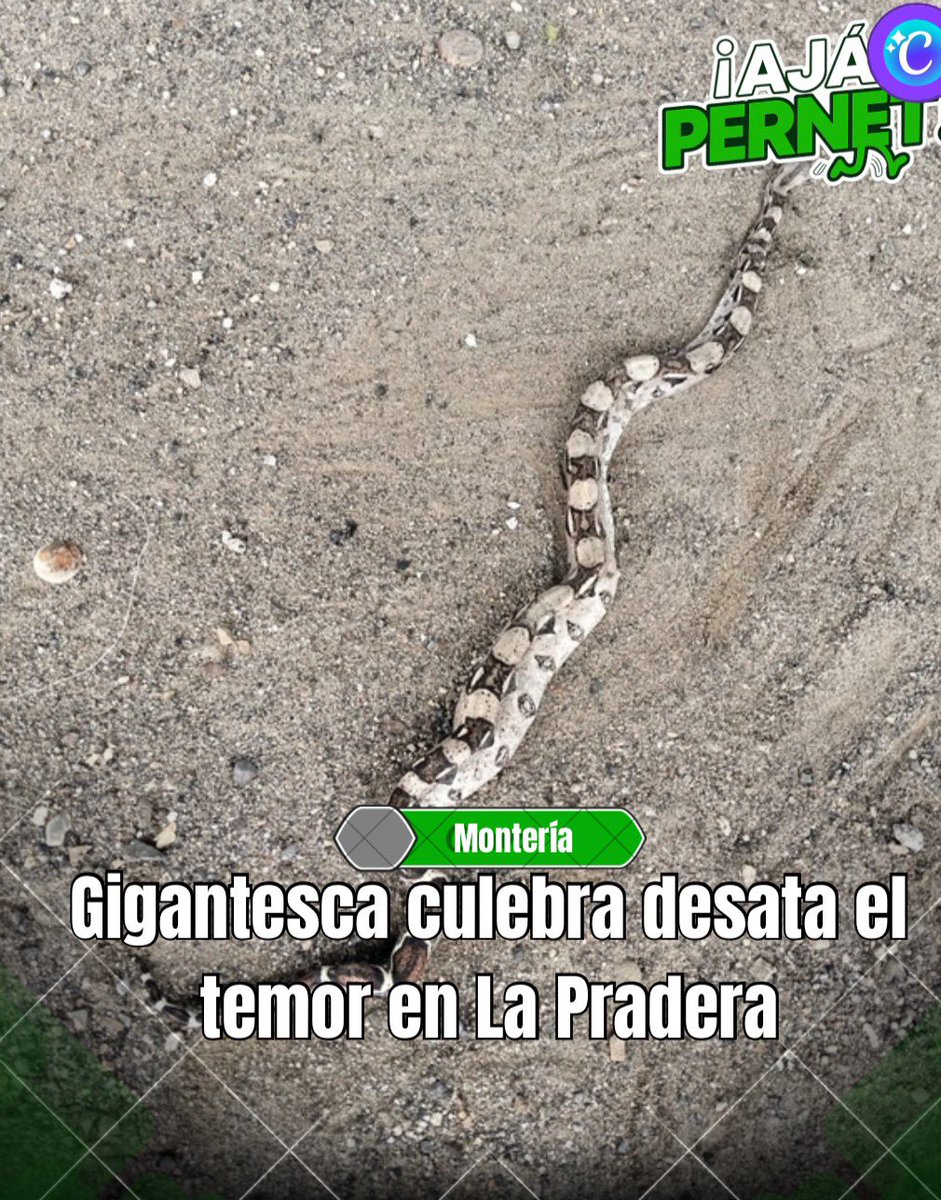 epernether2's tweet photo. Una enorme culebra sembró el temor entre los habitantes de la etapa 11 de La Pradera, en #Montería. El reptil fue descubierto por un niño de 8 años, quien alertó a su padre al verlo cerca de su vivienda. El animal fue sacrificado https://t.co/r7M1nGDfhV