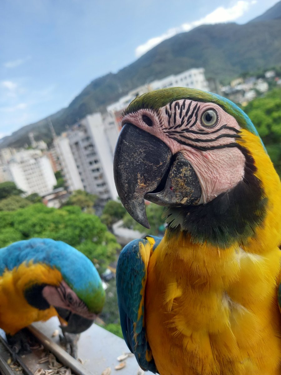 karelisjvc's tweet photo. 📸 1y2: Bart Simpson--1er plano y Maggie 🥳🥰
🌻Mediodía:
🪶Los siguientes aterrizajes...♥️😃
🦜Piolín y Margarita
📸 3: Piolín
🪶Por el solazo, Piolín asomado en su ventana favorita 😍🥳
⤵️ 3/10
#macaw #video #photo #fotos #cute #loveit #love #animaloftheday #photography https://t.co/8a5uGnynTt