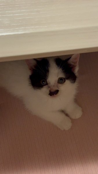satoya_boshu's tweet photo. 子猫ちゃんの家族になってくれる方
推定0歳1ヶ月
♀ 千葉県

釣りをしている際に草むらから出てきました。
親猫、兄妹は見当たらずくっついて離れなかった為保護いたしました。
既に先住犬猫が居るので飼育が厳しい為募集いたしました。 https://t.co/uyOrbVRo7X