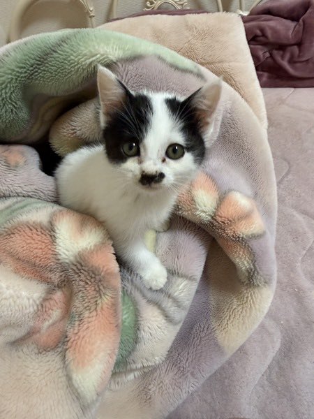 satoya_boshu's tweet photo. 子猫ちゃんの家族になってくれる方
推定0歳1ヶ月
♀ 千葉県

釣りをしている際に草むらから出てきました。
親猫、兄妹は見当たらずくっついて離れなかった為保護いたしました。
既に先住犬猫が居るので飼育が厳しい為募集いたしました。 https://t.co/uyOrbVRo7X