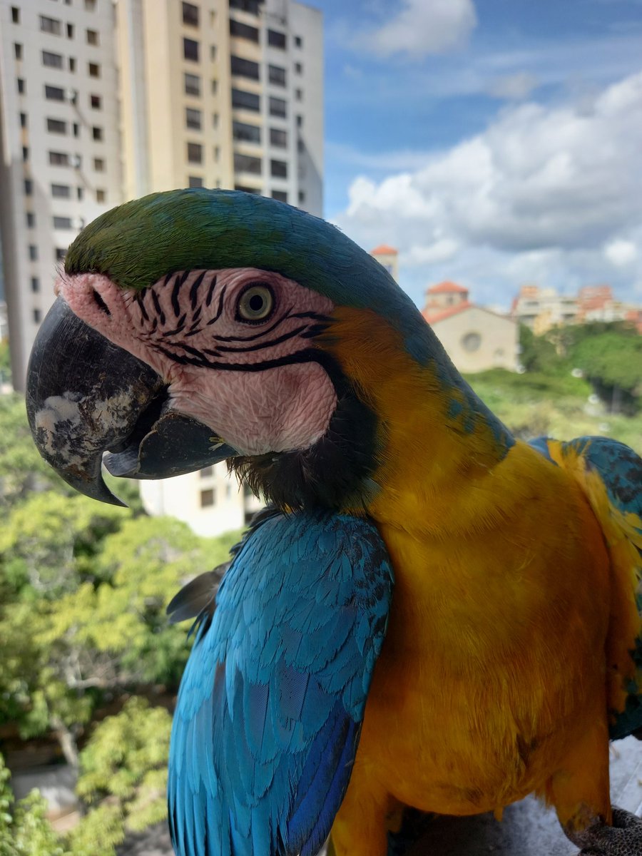 karelisjvc's tweet photo. •••Y con las parejas que protagonizan los relatos...🎬😂
♥️Piolín♥️Margarita
🥰Pitufo🥰Coqueta
🪶Recibí: 24 bendiciones 🦜🙏🇻🇪
↩️ 10/10
#guacamaya #macaw #photo #photographyisart #love #amor #fotos #photooftheday #animaloftheday #landscape #loveit #photography #Blessings https://t.co/sUUaHxrEsi