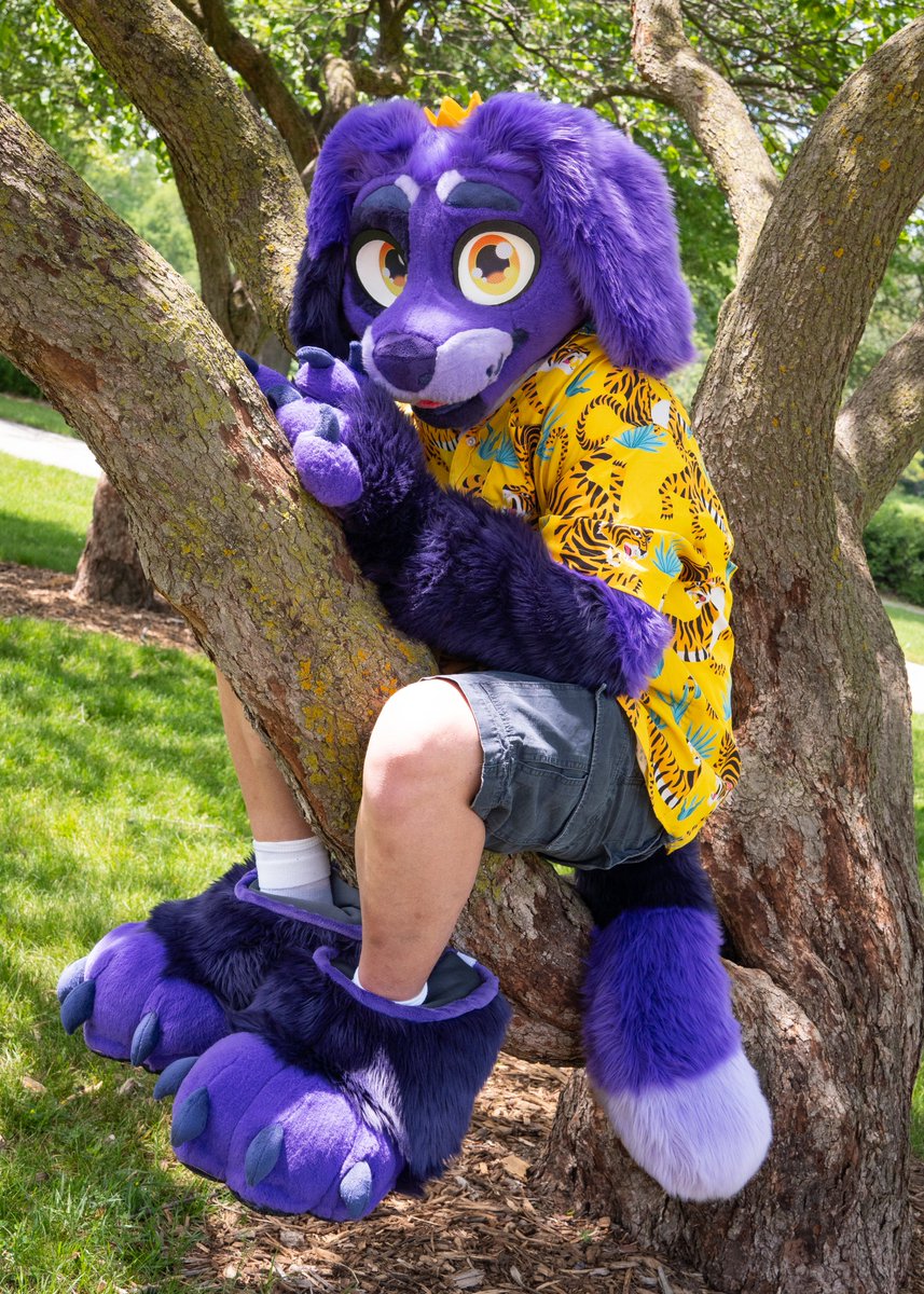 FlowTheWolf_'s tweet photo. This purple dog is climbing trees and cant get down!
🐶- @purpthepuppy
#furry #furryfandom #fursuit #photography https://t.co/gwuPo9WBPP