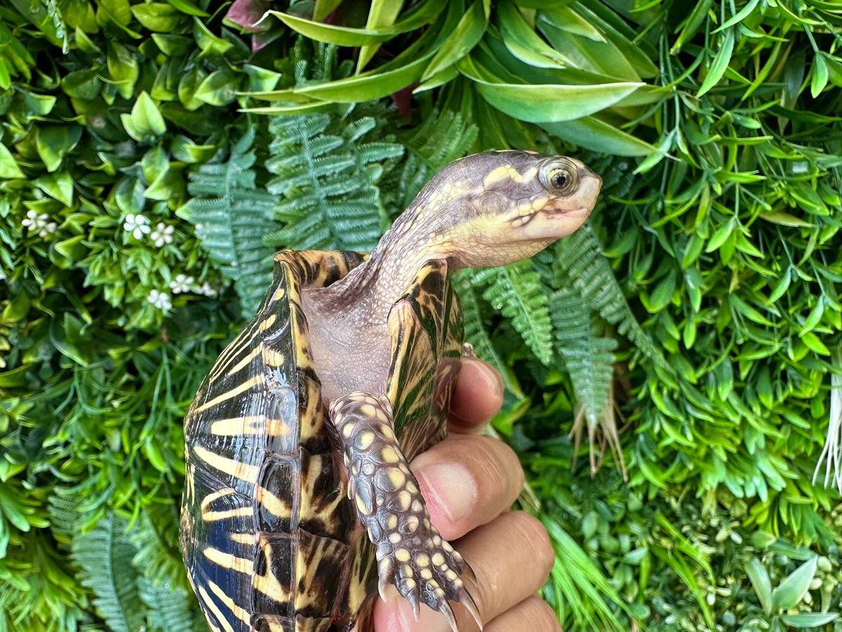 BPcrest's tweet photo. フロリダハコガメ♀販売してます。出戻りのEUCBになります。 https://t.co/Lnd46sFbpW