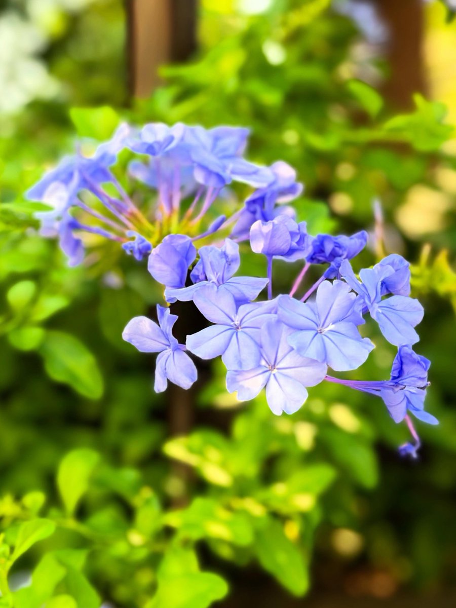 kero_yumi's tweet photo. ご近所の公園にて。瑠璃色の花を咲かせるルリマツリ
#ルリマツリ #瑠璃茉莉 #leadwort #道端の花
#flowerstagram https://t.co/bXWID1VSS7