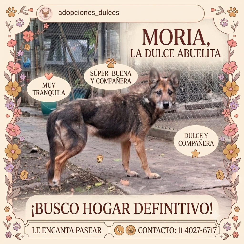ComoNoAdorarlos's tweet photo. Soy MORIA♥️🐶 amigos, espero en adopción en 
@_ACPLA  Refugio Palomar  Quisiera vivir en familia, pasar mi primer invierno calentita y con amor😥 LLAMÁ 🙏 AL📱114027-6717 podes venir a conocerme🫶 Me llevan a domicilio hasta CABA👇👇 https://t.co/n4LNTKy264