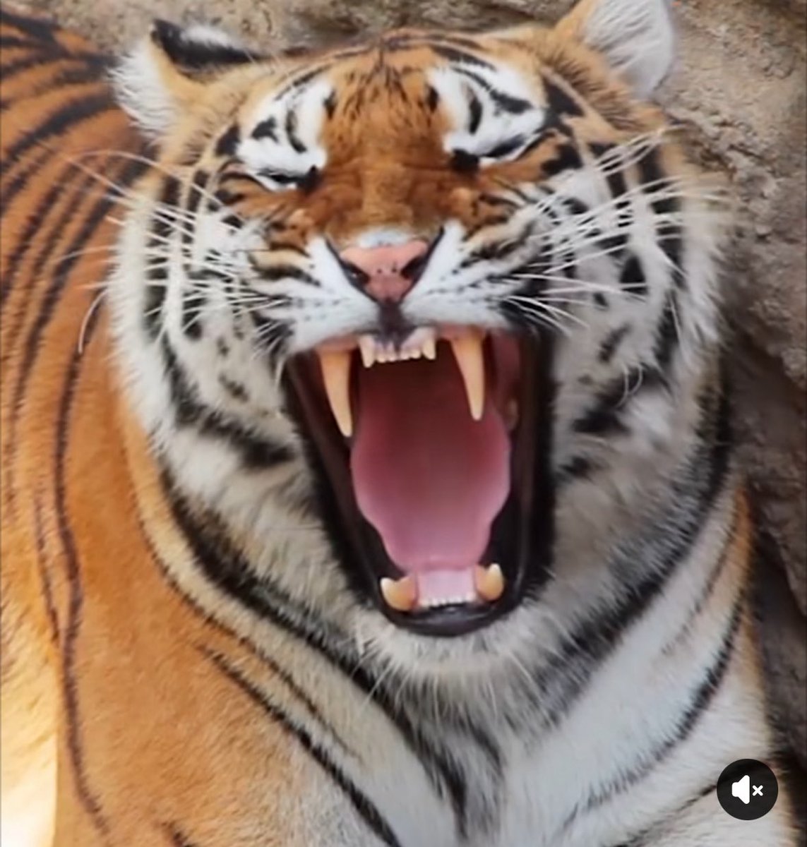 kuchta31's tweet photo. @twanjjackson @MizzouATH2 MIZ, young man https://t.co/rp7xOK2C83