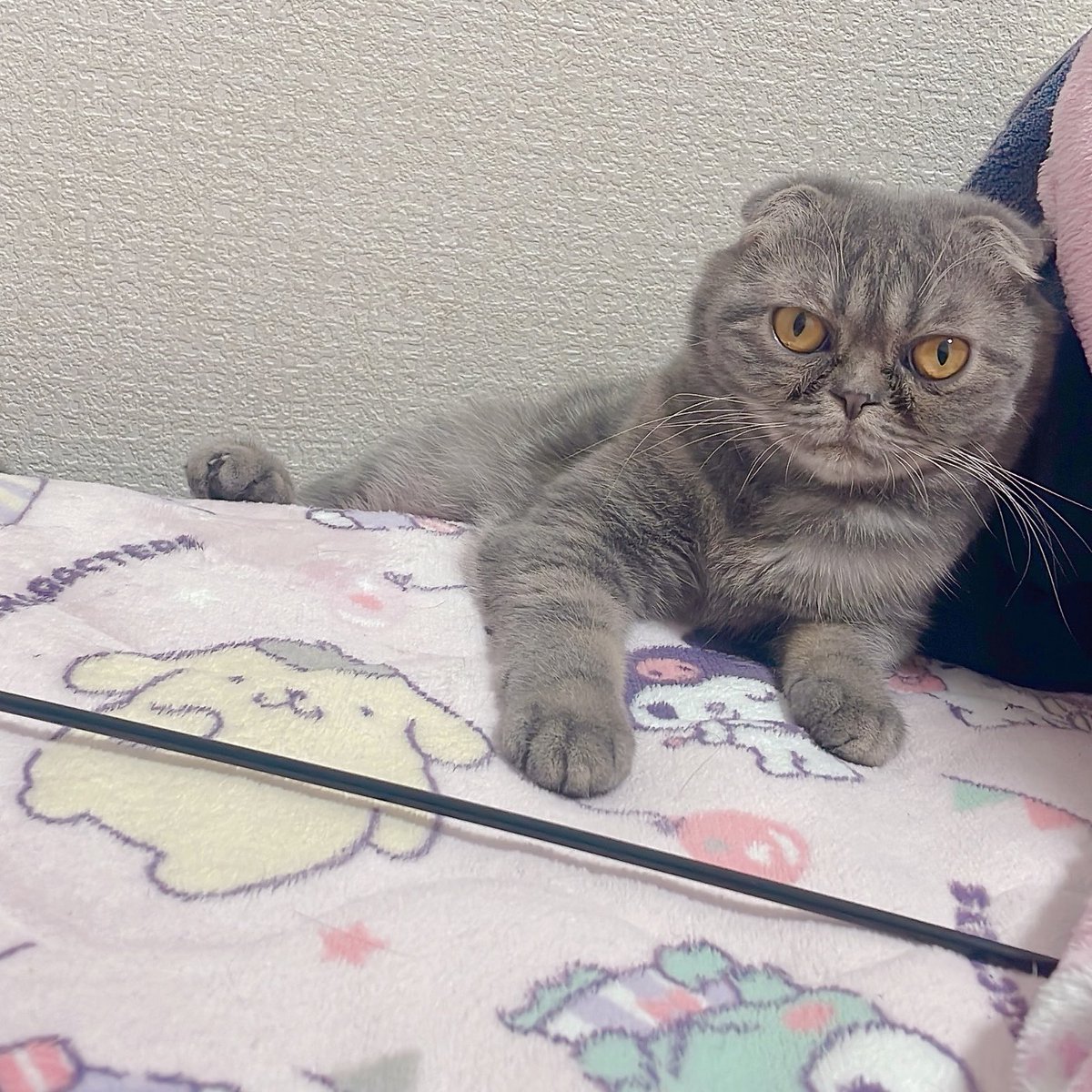 屈強のみゃーすけ🌺 tweet media