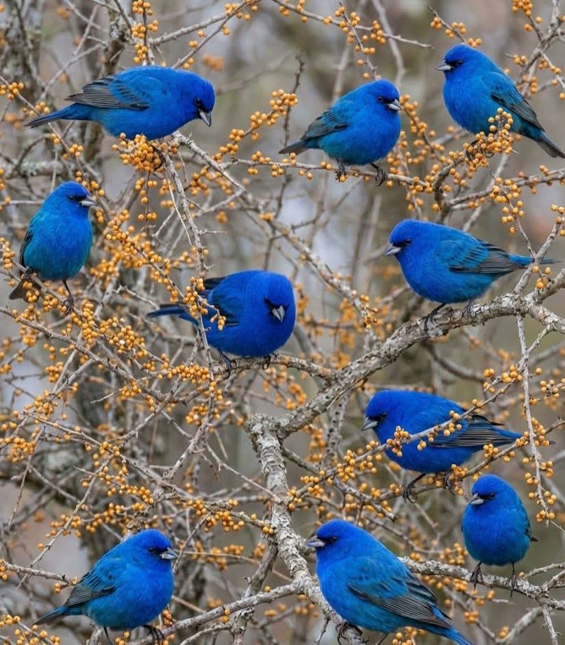 AmazingNature00's tweet photo. 💙💙 Beautiful Indigo Buntings https://t.co/ZjMtPMPYva