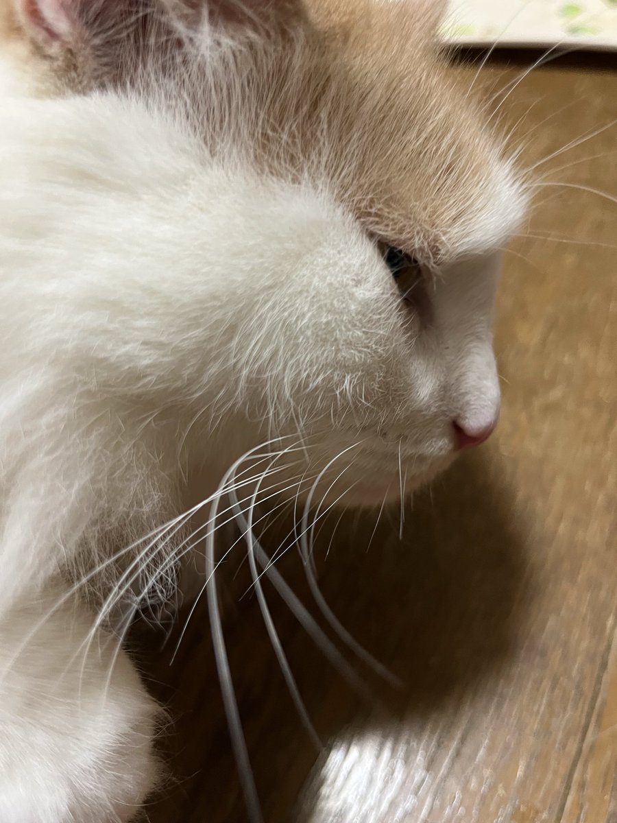 m101a31's tweet photo. 収まる https://t.co/ggOr33sqqR