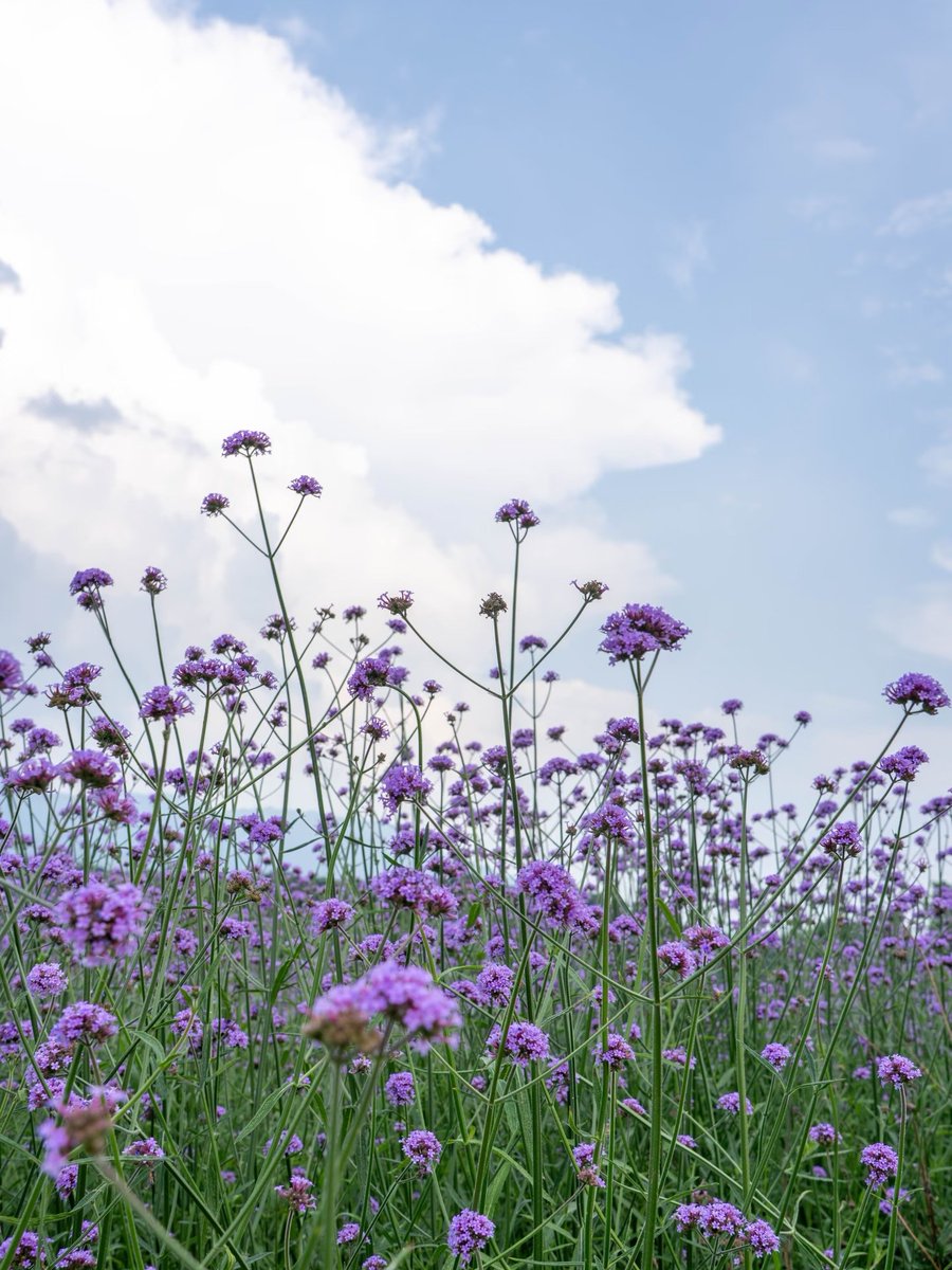JeanDeng11's tweet photo. 被紫色包围的一天，连呼吸都带着花香。🌿 #马鞭草花海 #夏日限定” https://t.co/vM7MDFhNOr