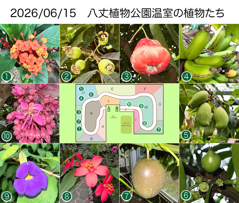 8jo_vc's tweet photo. 【6月15日 ホームページ「温室の様子」更新】
〜 15日朝の強風により温室の補修シートが少し剥がれ、風で音を立ててしまうことがあります。ご了承ください。現在、温室内はいろいろな実が楽しめますよ！(K.T.) 〜
https://t.co/4MN3M65KkU
#八丈ビジターセンター #八丈島 #8jo #八丈植物公園 https://t.co/bVAl8F8Any