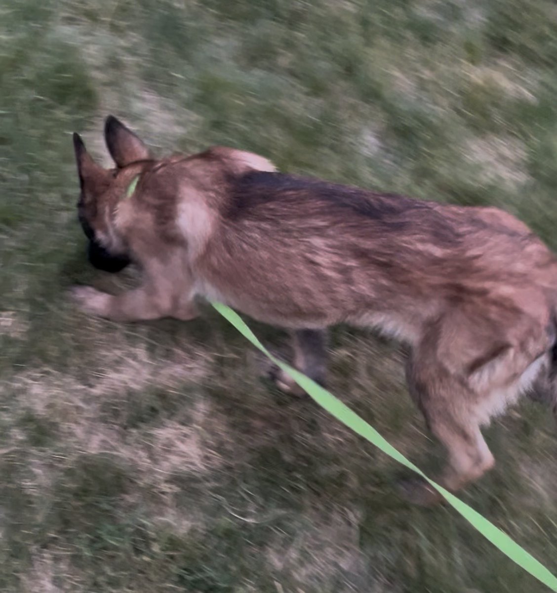 Inthehemlocks's tweet photo. @KellyG581976179 Last little boney guy is here. He's like holding a fawn. He's 22 lbs and could probably use 10. That will change quickly. Better pics to come tomorrow. https://t.co/cFsg92tpWW