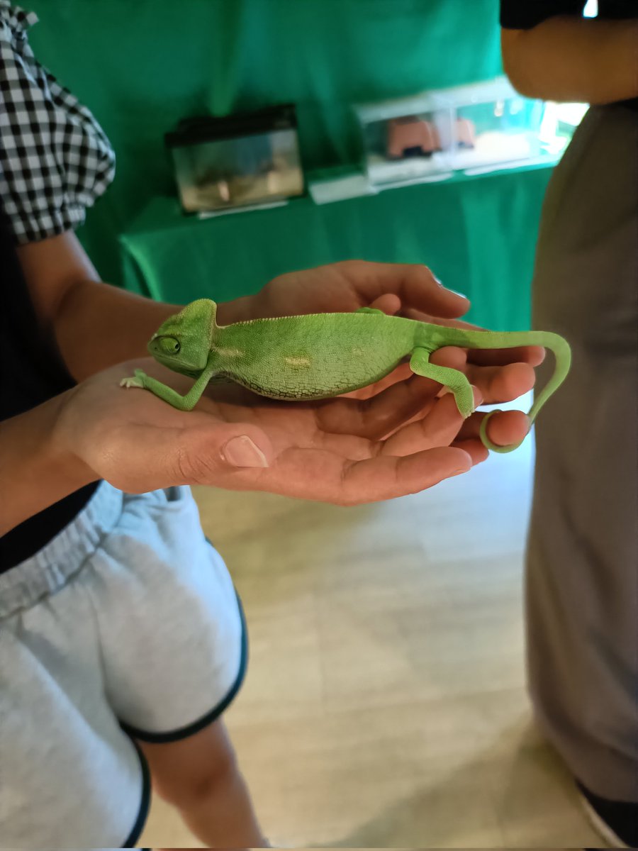 MinasanMuseum's tweet photo. 【化石と世界の昆虫展2026in南三陸】
7月18日〜7月16日開催！
世界の昆虫や爬虫類のおさわりアリ！大人気ふれあいコーナー♪
世界の昆虫が当たるガラポンも！！
イベント詳細は続報をお待ち下さい！ https://t.co/rUnFdRm4q9