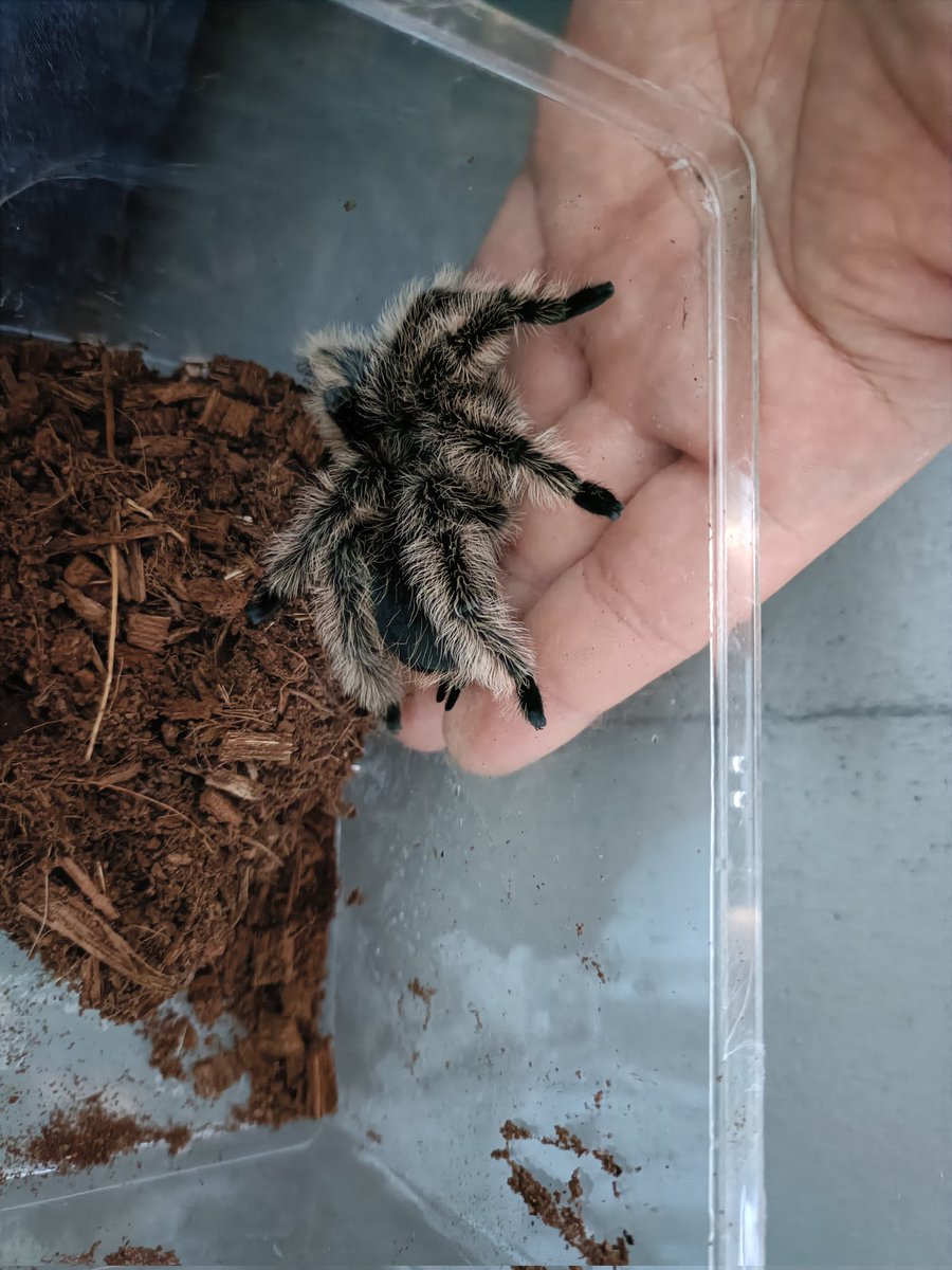 MinasanMuseum's tweet photo. 【化石と世界の昆虫展2026in南三陸】
7月18日〜7月16日開催！
世界の昆虫や爬虫類のおさわりアリ！大人気ふれあいコーナー♪
世界の昆虫が当たるガラポンも！！
イベント詳細は続報をお待ち下さい！ https://t.co/rUnFdRm4q9
