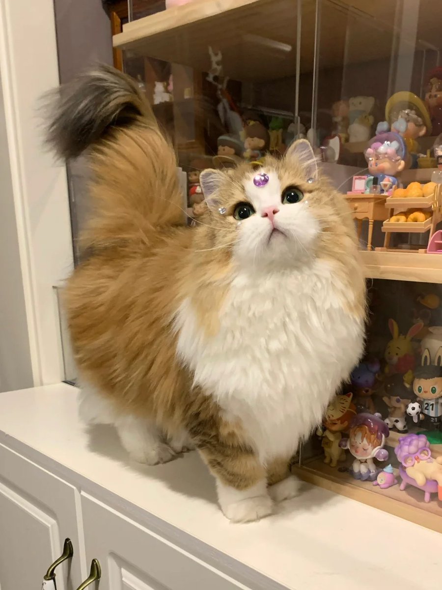 HomeHues's tweet photo. Calling me a Cat Princess isn't too much to ask, right? 👑😼
When you're this cute,
special treatment is only fair.
#CatPrincess #CuteCats #KittenLife #CatLovers #PetDaily https://t.co/9oLhx1ZOmg