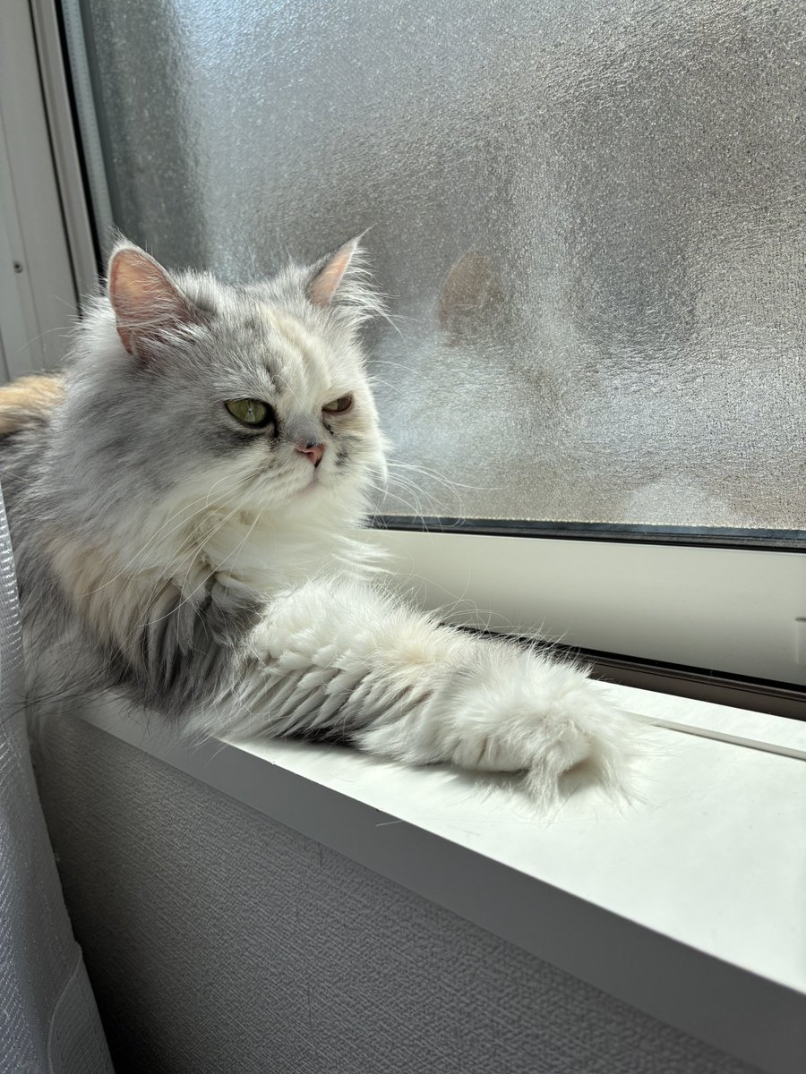 おはにゃん☀️ 日向ぼっこ！
