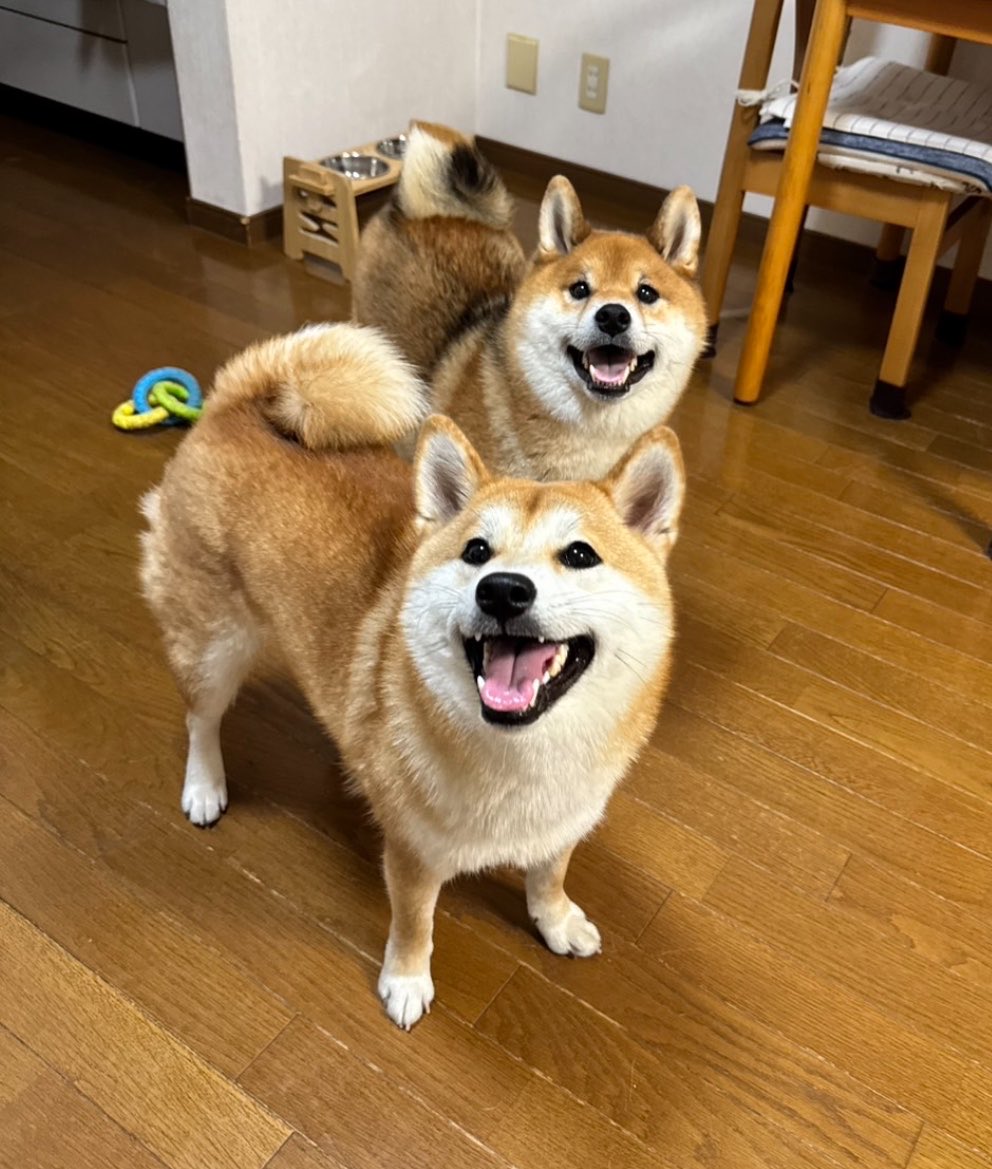 柴犬🐾くぅ🌈くま🐻‍とら🐯 tweet media