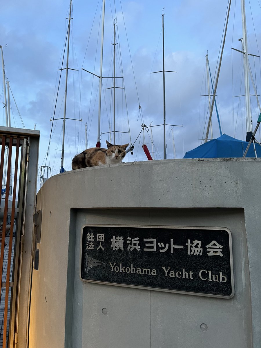 urabookstore's tweet photo. 昨日は店を閉めたあと、海を眺めに近所の海岸まで。この根岸湾のずっと先には房総半島が。磯子・海の見える公園はすでに閉園の時間を迎えていましたが、6月からの夏季は19時まで開園しているようです。公園は浜マーケットから徒歩で10分程。買い物がてら海を眺めに公園に寄ってみては。 https://t.co/So9DSpyPHW