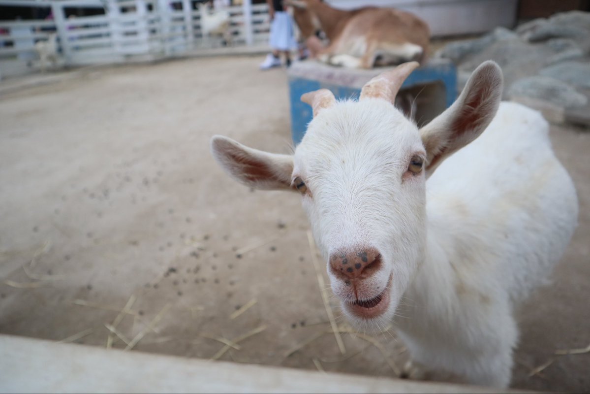 UrbanCreamCat's tweet photo. 旅するネコ🐱🐾
子ヤギちゃんかわいい🐐 https://t.co/J3WoM5tPLW