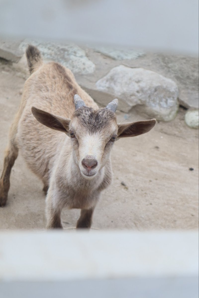 UrbanCreamCat's tweet photo. 旅するネコ🐱🐾
子ヤギちゃんかわいい🐐 https://t.co/J3WoM5tPLW