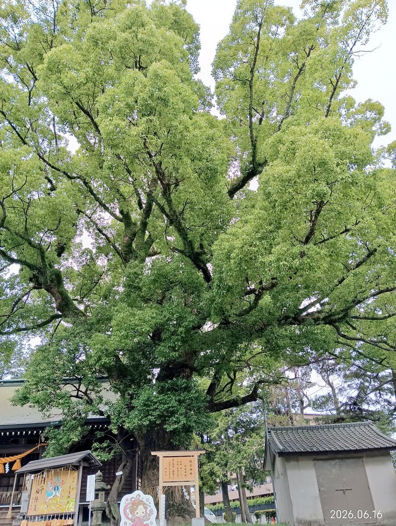 CAMRY_many37's tweet photo. おはようございます🌞
神社へ寄り道⛩️
なんかさ、夢ってぶっ飛ぶよね😂
もう願望がダダ漏れ🤣
とりあえず、今日も元気よくᕙ⁠(⁠＠⁠°⁠▽⁠°⁠＠⁠)⁠ᕗ
あと、3日で遠征だぁ〜😆✨
皆さんにとって、素敵な1日になりますように(о´∀`о)
曇り空を、吹き飛ばそう〜(((((((((((っ･ω･)っ ﾌﾞｰﾝ https://t.co/rcktf3sLZB