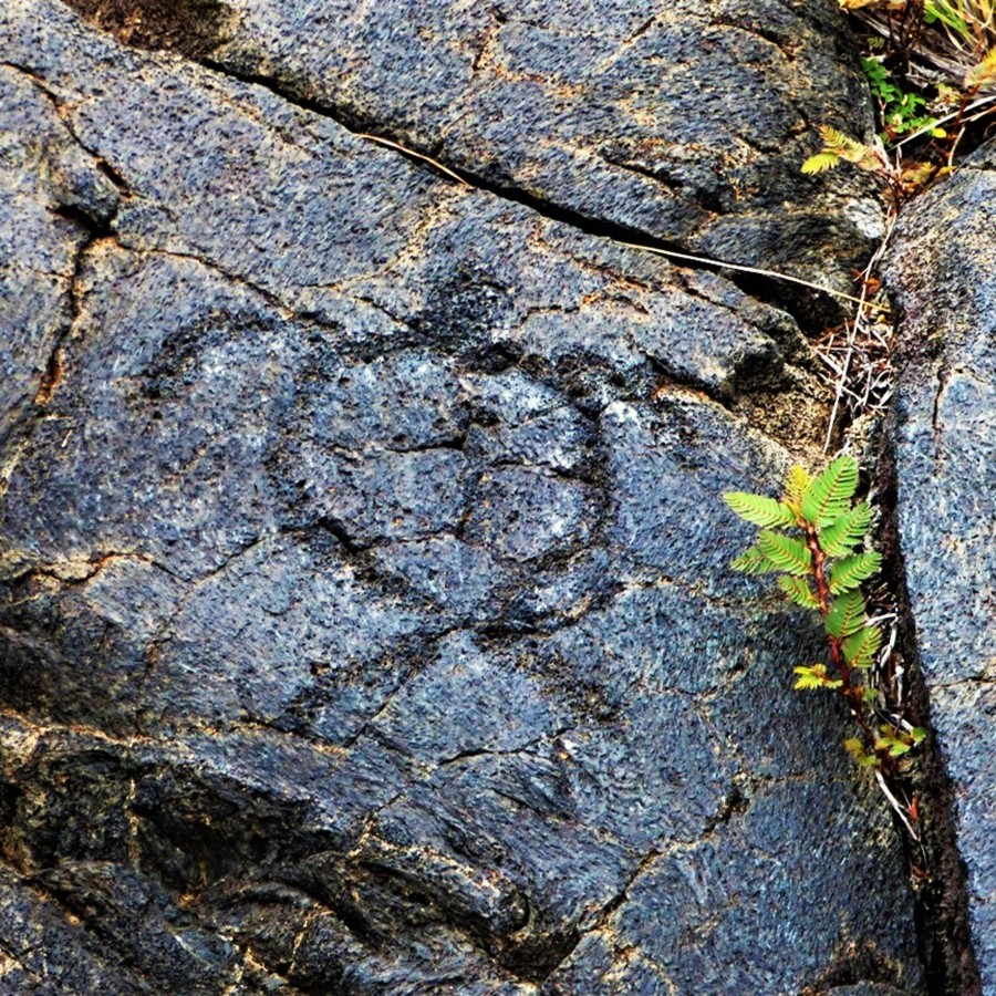 DrDeanMitchell1's tweet photo. A ki'i pōhaku (petroglyph) of a #greenseaturtle (or #honu) can be found on the Big Island of Hawaii in the Pu'u Loa lava fields. The green sea turtle has always held a special meaning for Hawai’ians, and this petroglyph shows its importance. #SeaTurtleWeek https://t.co/TtyzJM3dMt