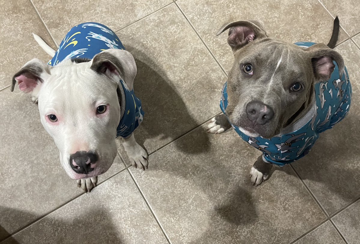 aheekrn68's tweet photo. @Rainmaker1973 Pittie babies are the best! https://t.co/3fwP0hM13M