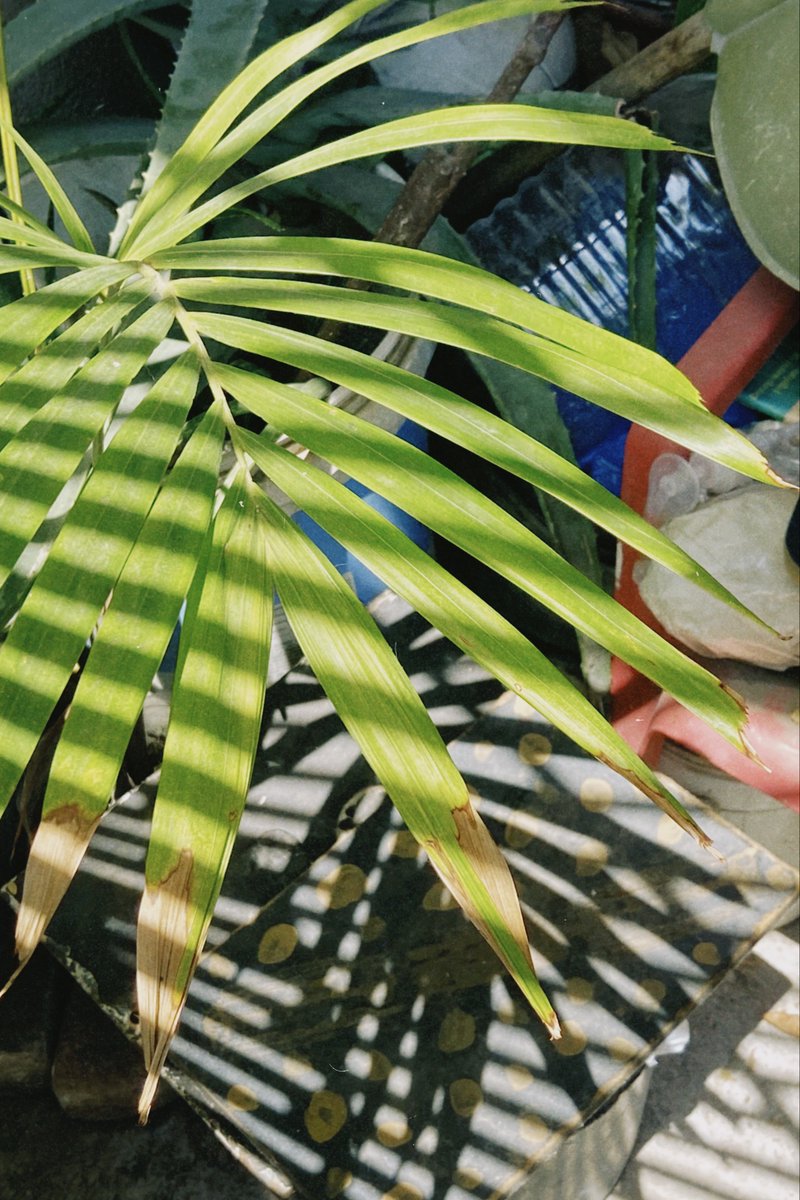 Morazart's tweet photo. Luz y Sombra
Juegos de sombras y naturaleza en un rincón tranquilo. #Plantas #Sombras #Naturaleza #Morazart https://t.co/nbgFawry4l