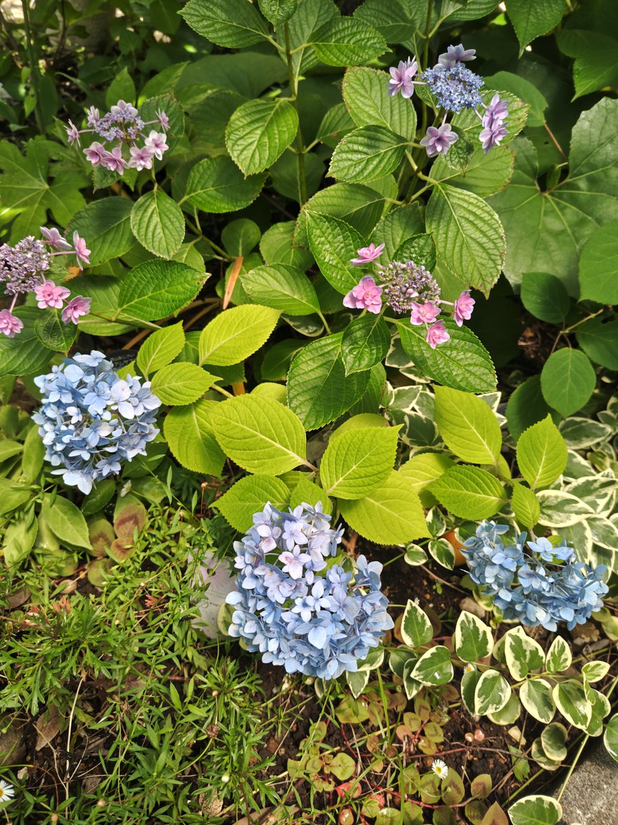 lunardeed's tweet photo. 今年も紫陽花が綺麗 https://t.co/bjp1rpZYqk