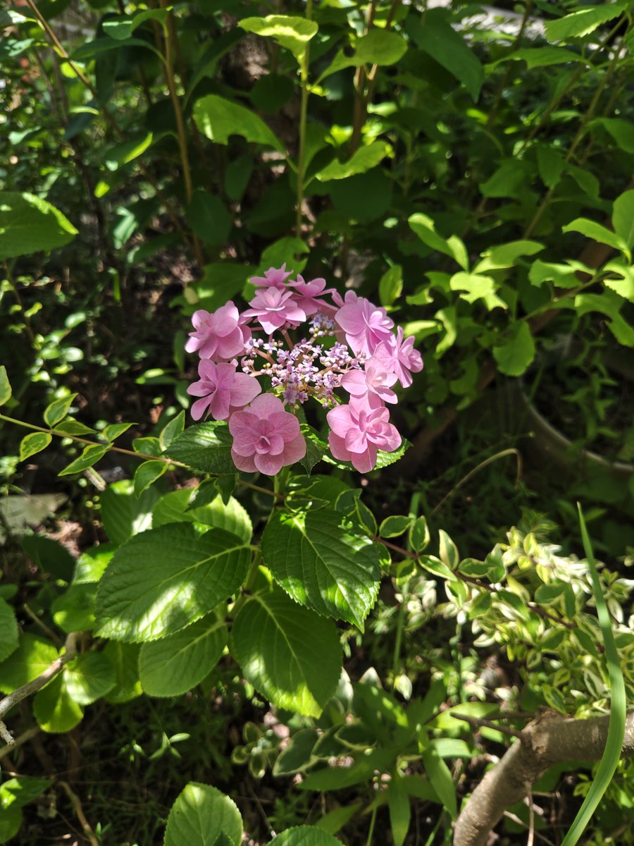 lunardeed's tweet photo. 今年も紫陽花が綺麗 https://t.co/bjp1rpZYqk
