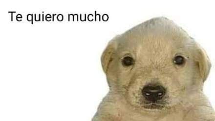 ElJonbler's tweet photo. Te quiero mucho Telemundo. https://t.co/SpXG64Htxb