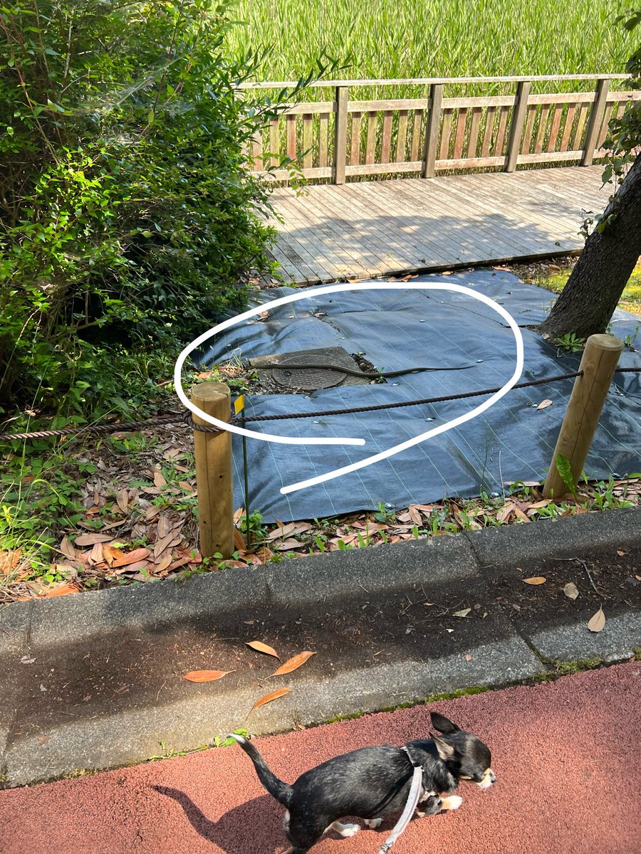 noz2005's tweet photo. 今朝の洞峰公園は2ヶ所にヘビがいました
モルゲンさんの裏にまで現れるなんて… https://t.co/mUpDTBmOxx