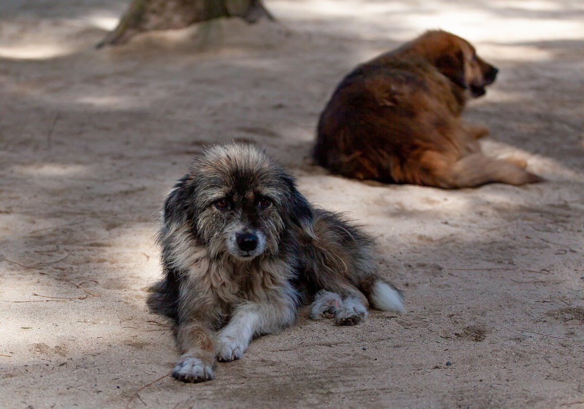 BePossitiveYaar's tweet photo. Gentle dogs show unconditional love every day ☀️
They bring comfort without saying a single word ❤️
SCEt https://t.co/295blHLfIi