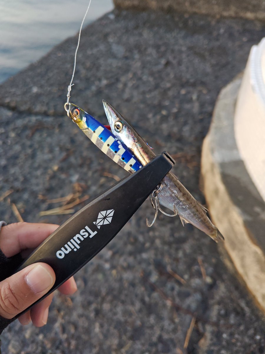 mizu1401's tweet photo. ジグと同じくらいのカマスさんを釣って撤収。 https://t.co/Zf8rde0b3z