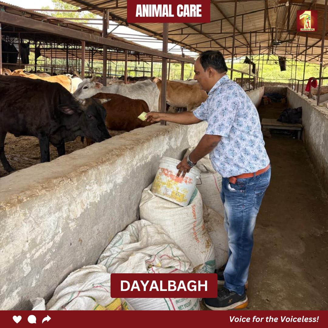 DSSNewsUpdates's tweet photo. 🐄गौ सेवा — सबसे पवित्र सेवा।

Inspired by the pious teachings of Saint Dr. Gurmeet Ram Rahim Singh Ji Insan, Dera Sacha Sauda volunteers are serving and nurturing cows with fresh fodder & love.
Because every living being deserves care, compassion & dignity — and our volunteers make sure of that every single day. 

#DeraSachaSauda #GauSeva #CowCare #ServeAllCreatures #HumanityFirst #EveryLifeMatters #RamRahim