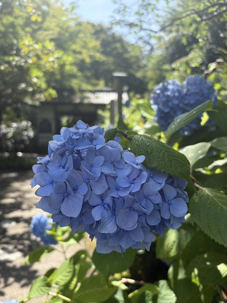 runwind929's tweet photo. 丸窓見たくてリベンジ26.6.16
青空の明月院ブルーも素敵🫐 https://t.co/JqcJi8ceZu