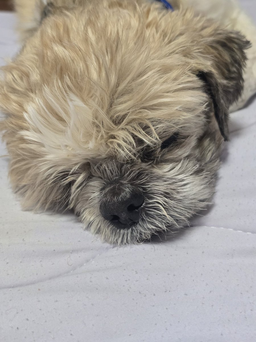aihappy3's tweet photo. ずっと不穏で眠れなかったヒト

寝ては覚め
寝ては覚めてフゥーンフゥーンと

今は寝ておられます https://t.co/BClEqNnsiC