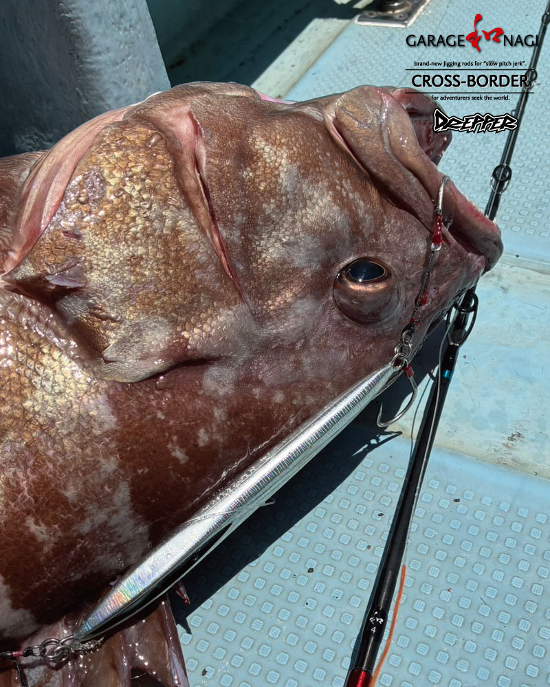 GarageNagi's tweet photo. 【お客様釣果】
DREPPERでのマハタの釣果写真をいただきました。
ナイスサイズ！おめでとうございます。
オールマイティなDREPPERどんな状況でも使いやすいです。
Tackle
Rod：CROSS-BORDER # 4
Jig：DREPPER300g
#マハタ #ジキング #スローピッチジャーグ #足摺 #幸丸 https://t.co/n7k0gPPYeV