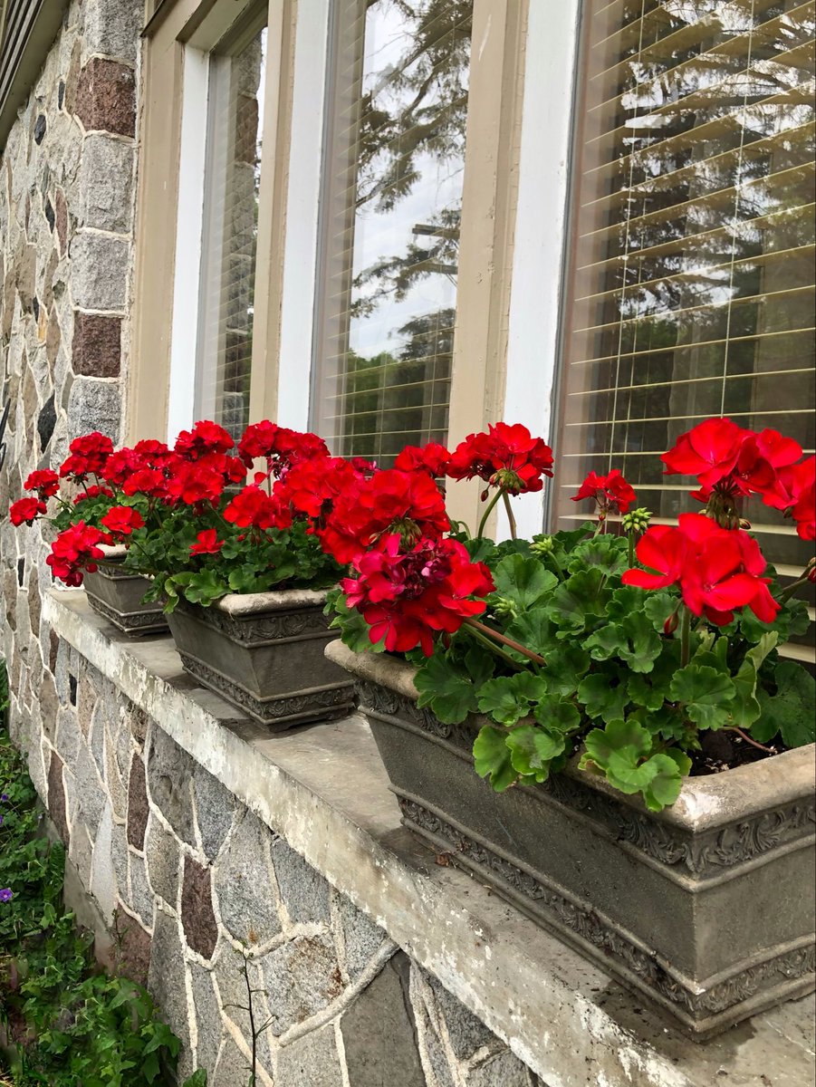 MicRic290's tweet photo. |🇨🇦 My red geraniums are ready for the summer months.
🌺 Mes géraniums rouges sont prêts pour les mois d'été.
Today’s theme: #TonesOfSummer
#DailyPictureTheme
#MondayRed #LundiFleuri #FlowersOnTuesday #TinyFlowerTuesday https://t.co/XEXHskp8ZY